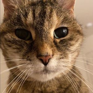 Meet your Posher, Harmony